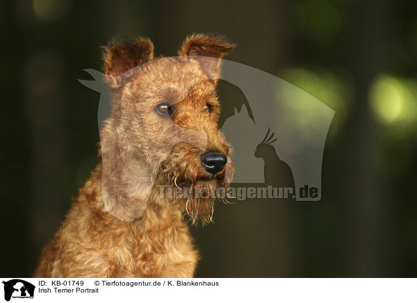 Irish Terrier Portrait / KB-01749