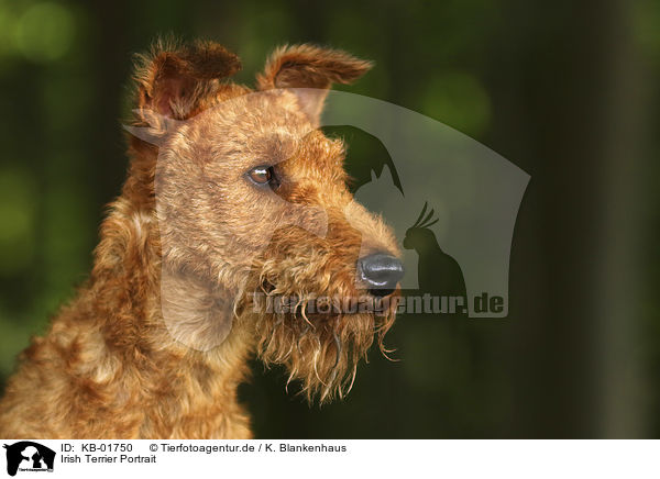 Irish Terrier Portrait / KB-01750