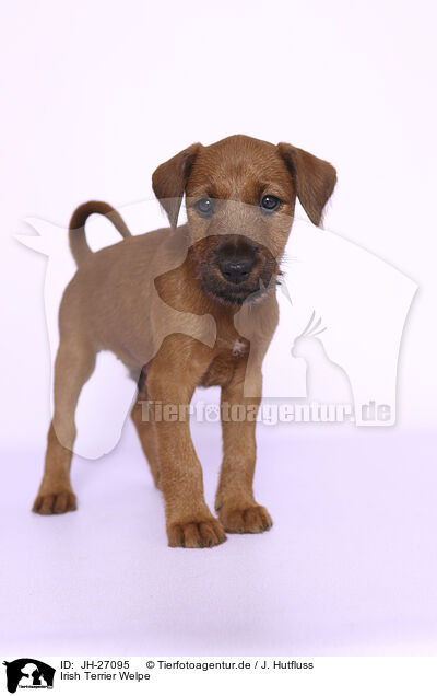 Irish Terrier Welpe / JH-27095