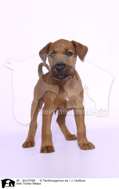 Irish Terrier Welpe / JH-27096
