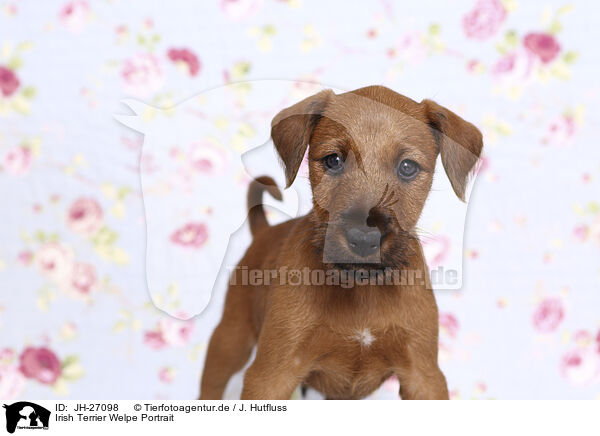 Irish Terrier Welpe Portrait / JH-27098