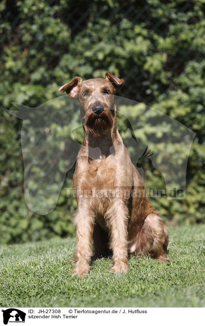 sitzender Irish Terrier / JH-27308