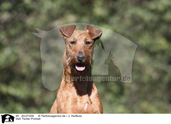 Irish Terrier Portrait / JH-27309