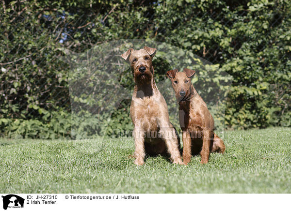 2 Irish Terrier / JH-27310