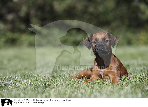 liegender Irish Terrier Welpe / JH-27322