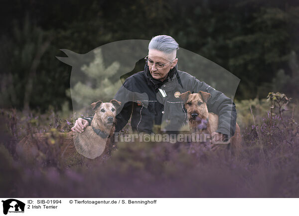 2 Irish Terrier / 2 Irish Terrier / SIB-01994