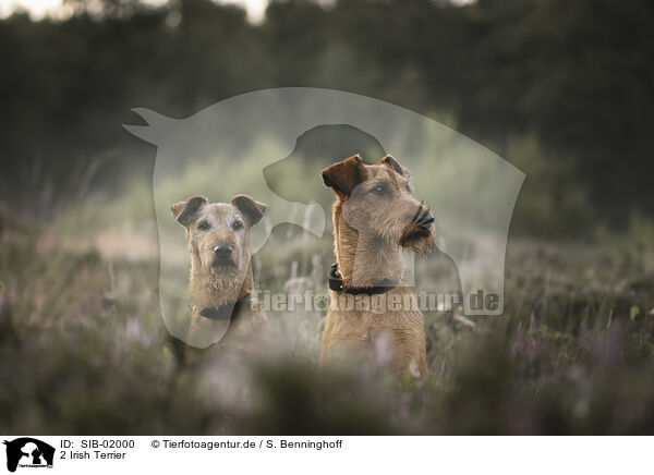 2 Irish Terrier / 2 Irish Terrier / SIB-02000
