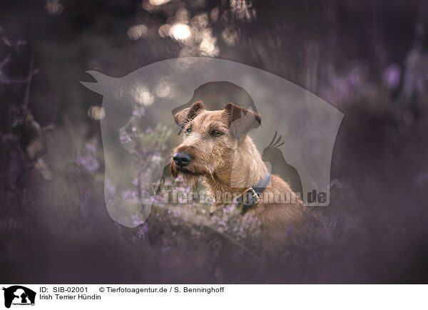 Irish Terrier Hndin / SIB-02001