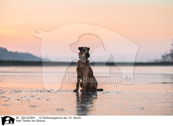 Irish Terrier am Strand / DS-02064