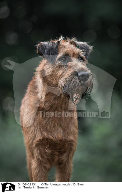 Irish Terrier im Sommer / DS-02131