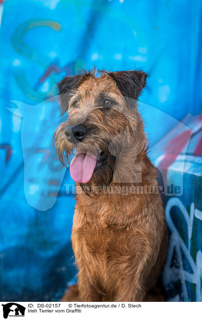 Irish Terrier vom Graffiti / DS-02157