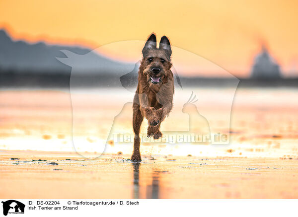 Irish Terrier am Strand / DS-02204