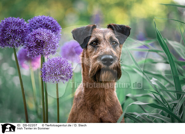 Irish Terrier im Sommer / DS-02207