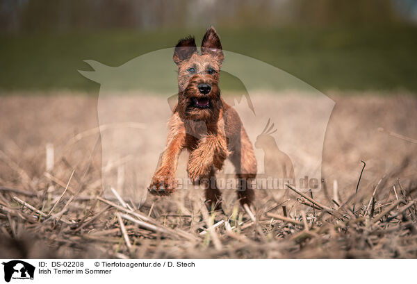 Irish Terrier im Sommer / DS-02208