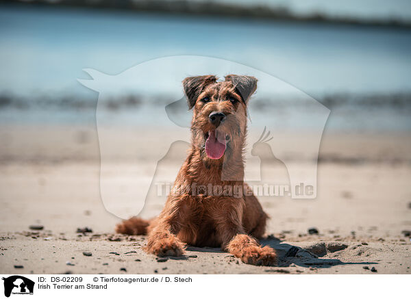 Irish Terrier am Strand / DS-02209