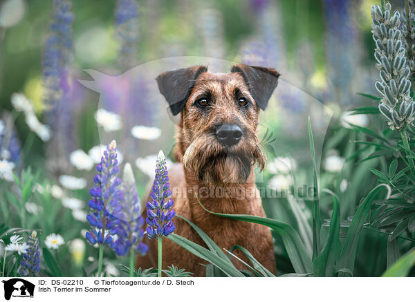 Irish Terrier im Sommer / DS-02210