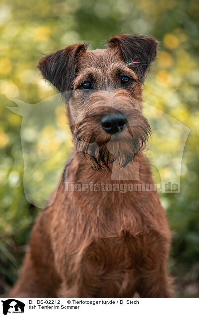 Irish Terrier im Sommer / DS-02212