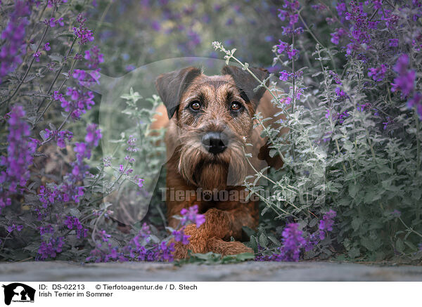 Irish Terrier im Sommer / DS-02213