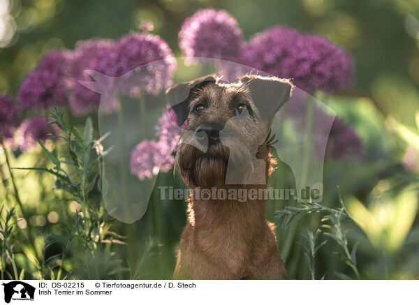 Irish Terrier im Sommer / DS-02215