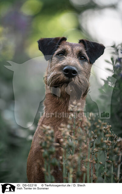 Irish Terrier im Sommer / DS-02218