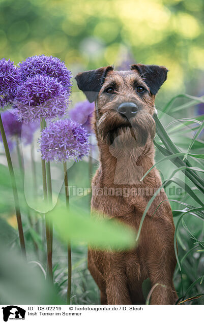 Irish Terrier im Sommer / DS-02219