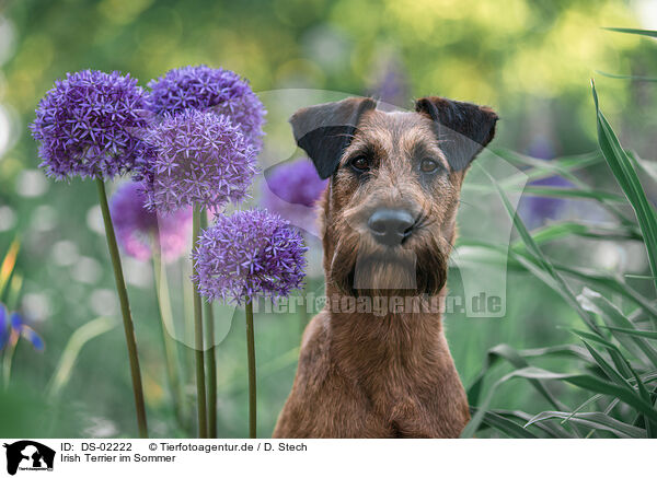 Irish Terrier im Sommer / DS-02222