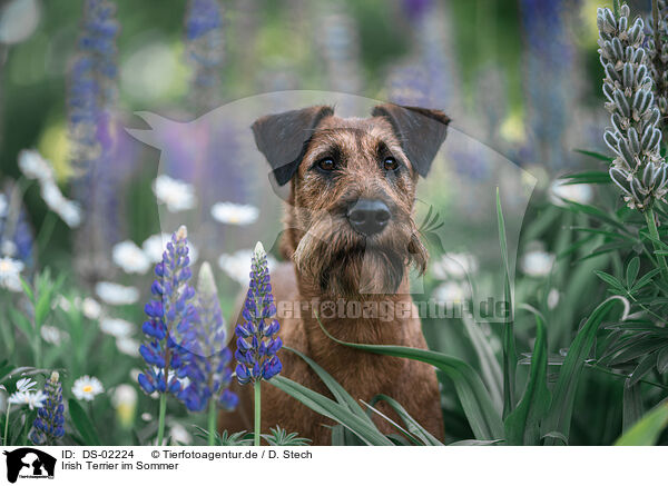 Irish Terrier im Sommer / DS-02224