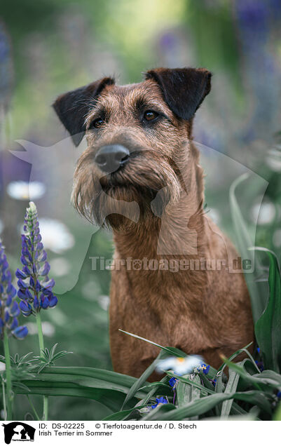 Irish Terrier im Sommer / DS-02225