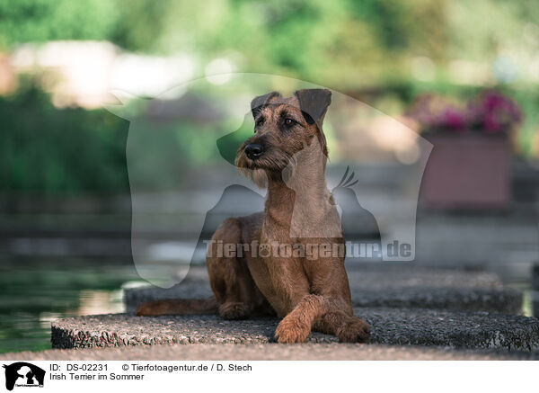 Irish Terrier im Sommer / DS-02231