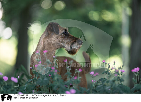 Irish Terrier im Sommer / DS-02239