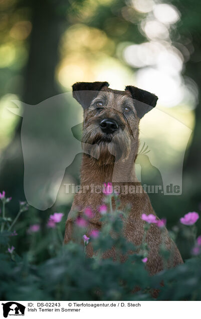 Irish Terrier im Sommer / Irish Terrier in summer / DS-02243