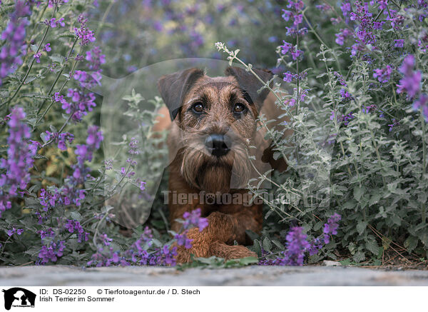 Irish Terrier im Sommer / Irish Terrier in summer / DS-02250