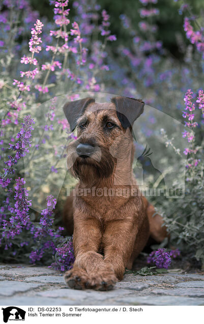 Irish Terrier im Sommer / DS-02253