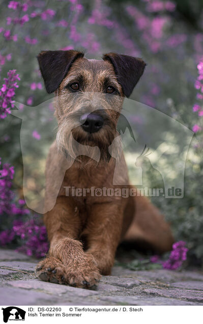 Irish Terrier im Sommer / DS-02260