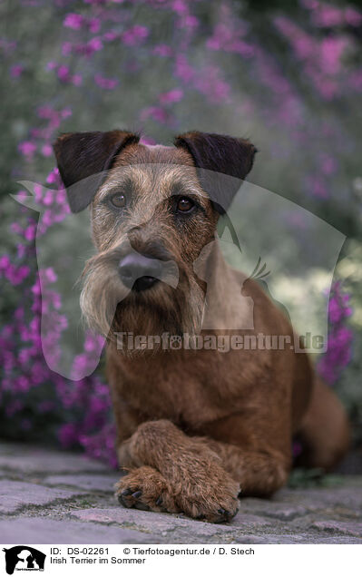 Irish Terrier im Sommer / Irish Terrier in summer / DS-02261