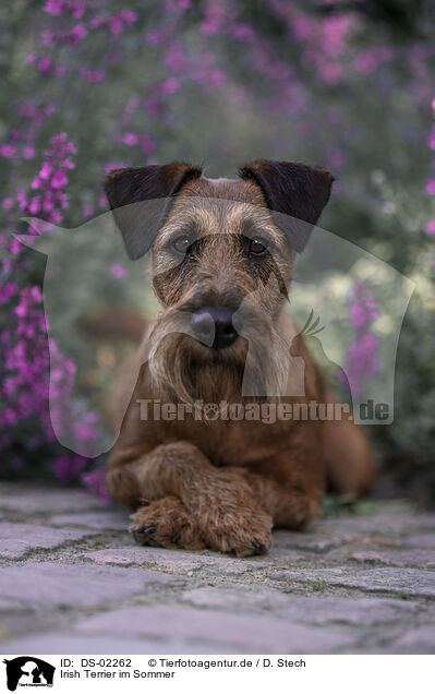 Irish Terrier im Sommer / DS-02262