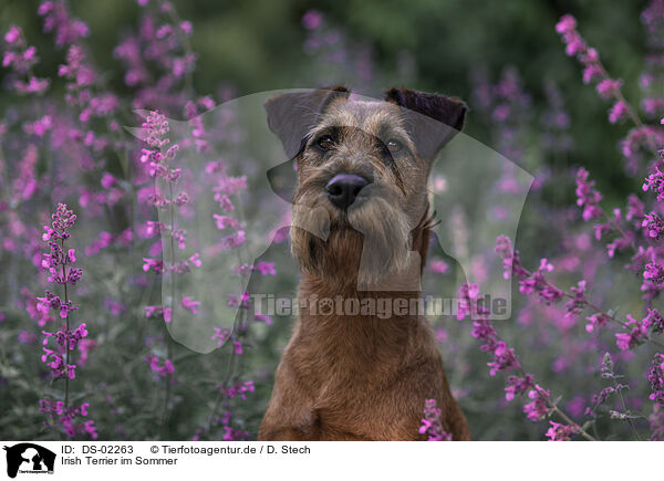 Irish Terrier im Sommer / DS-02263