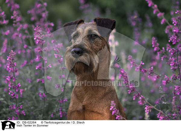 Irish Terrier im Sommer / DS-02264