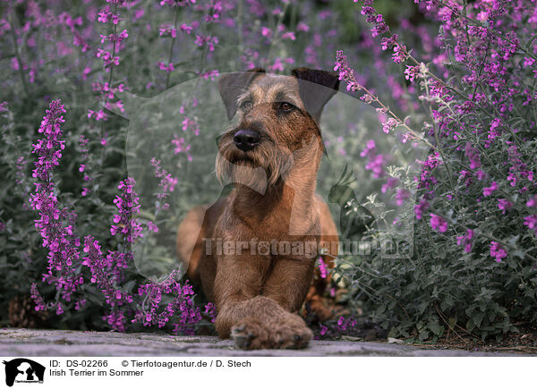 Irish Terrier im Sommer / DS-02266