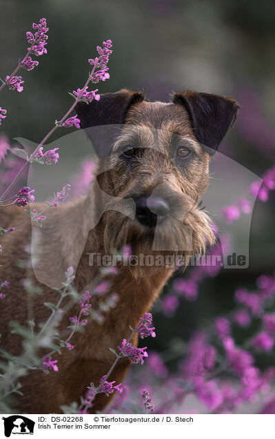 Irish Terrier im Sommer / DS-02268