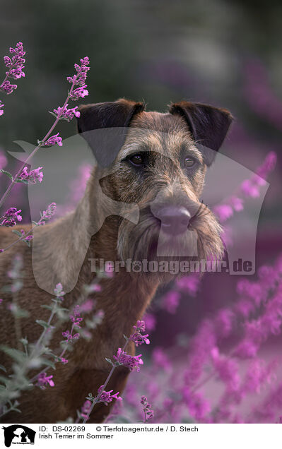 Irish Terrier im Sommer / DS-02269