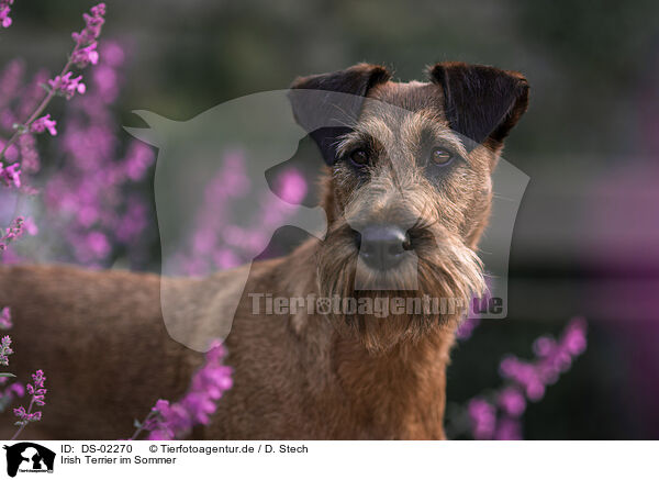 Irish Terrier im Sommer / DS-02270