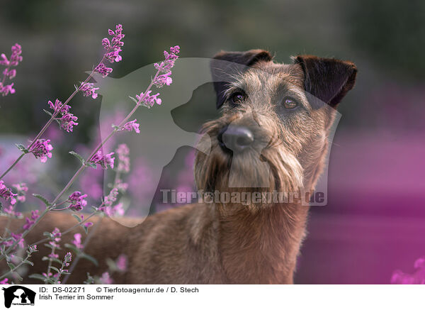 Irish Terrier im Sommer / DS-02271