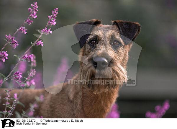 Irish Terrier im Sommer / DS-02272