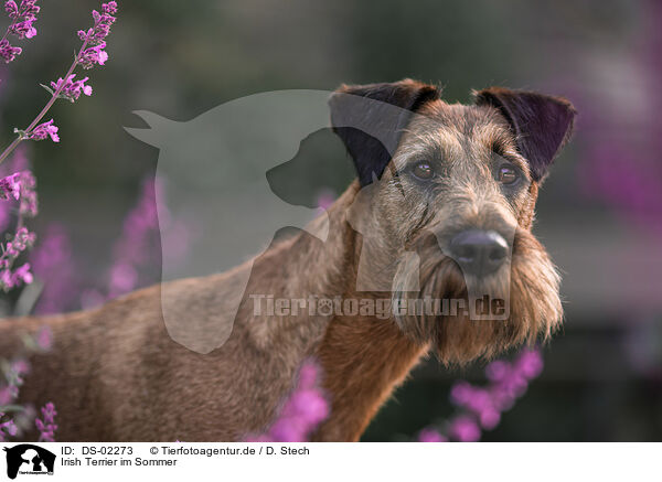 Irish Terrier im Sommer / DS-02273