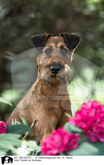 Irish Terrier im Sommer / DS-02275
