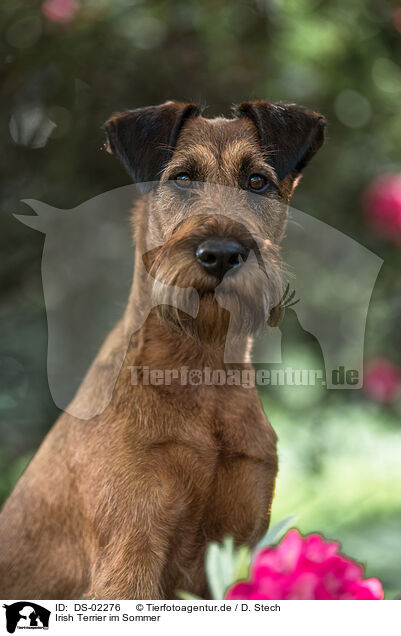 Irish Terrier im Sommer / DS-02276