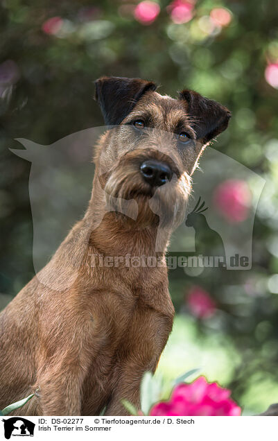 Irish Terrier im Sommer / DS-02277