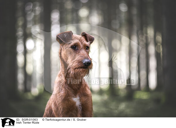 Irish Terrier Rde / SGR-01063
