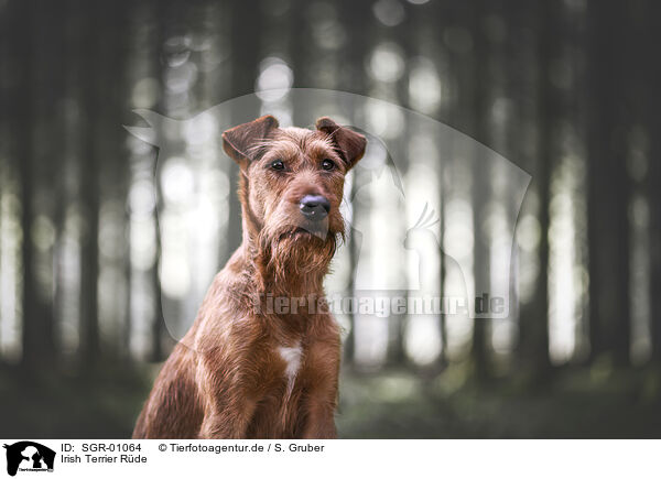 Irish Terrier Rde / SGR-01064